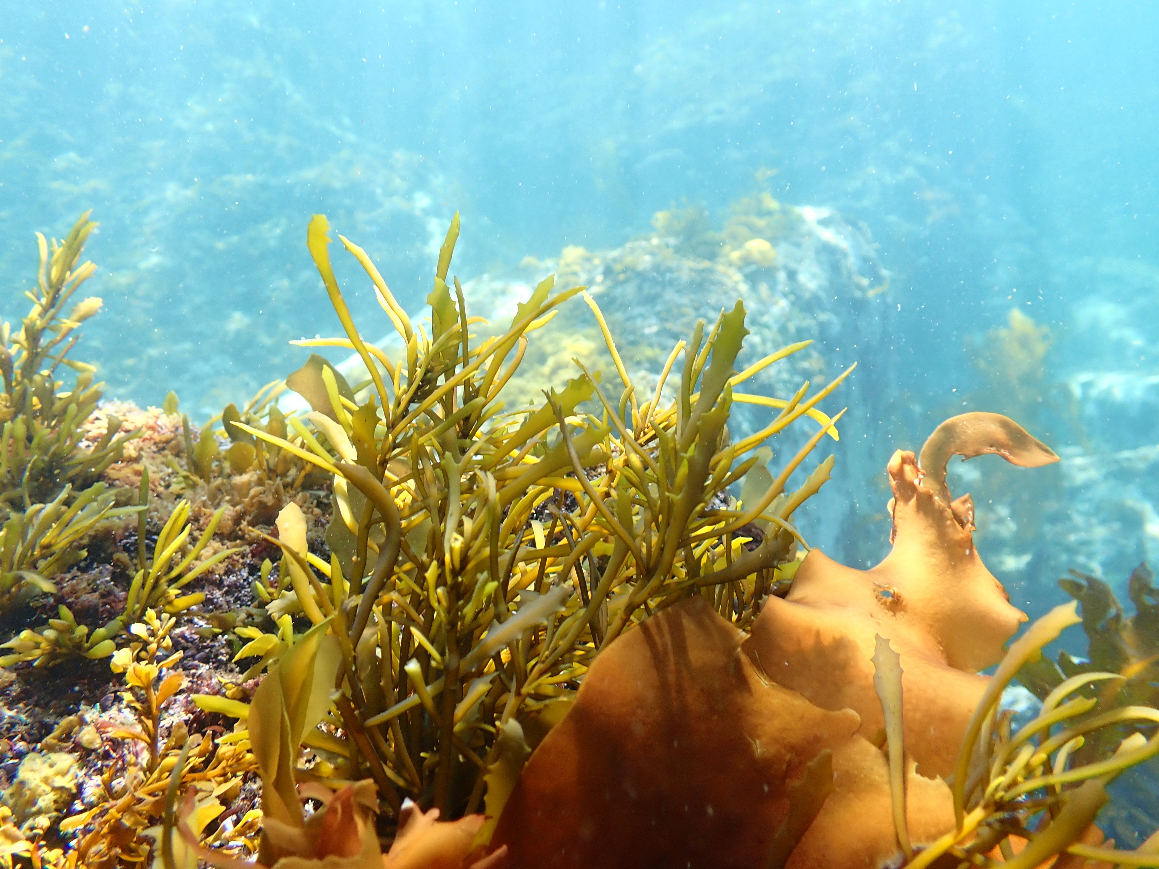 海藻が増えれば食の安全にもつながっていく (西原直希氏 提供)