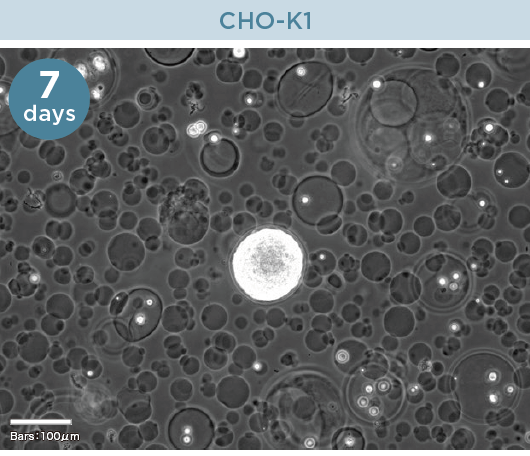 CHO-K1