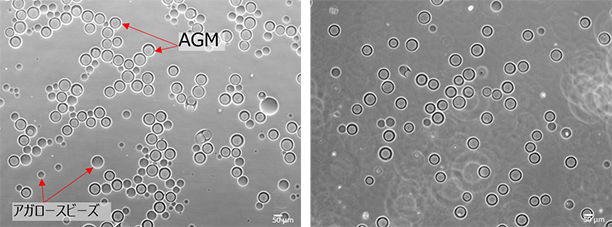 On-chip Droplet Generator（DG）で作製した80 µm程度のAGMの様子